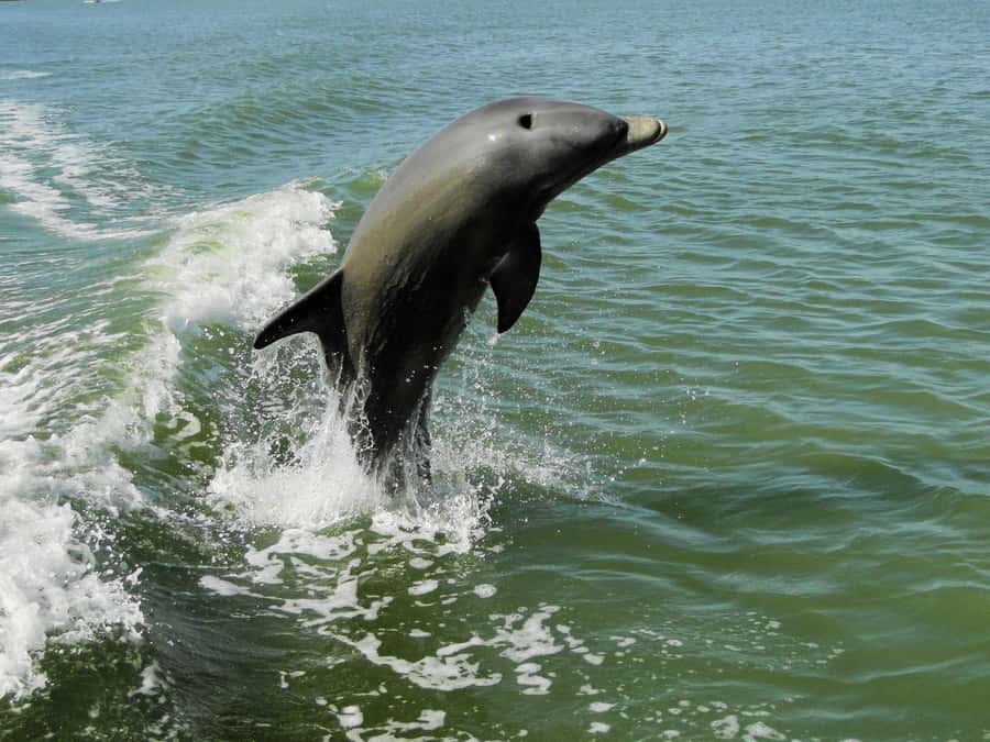 Everglades National Park: 2 hour Dolphin & Birding Boat Tour - Key things I’d focus on before you book