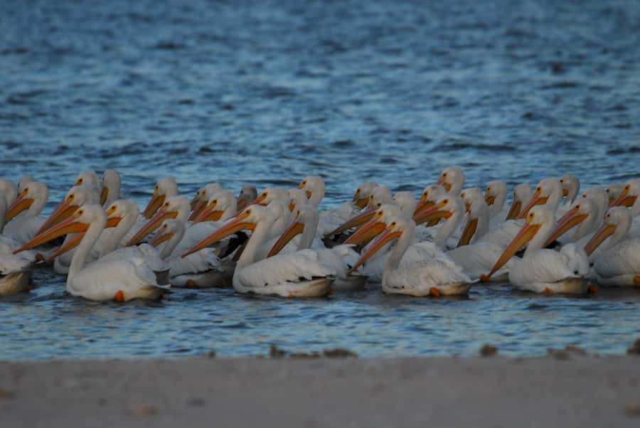 Everglades National Park: 2 hour Dolphin & Birding Boat Tour - A 2-hour Everglades cruise that’s built for birding, not just sightseeing