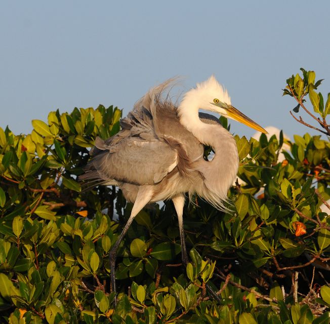 Everglades Private 2.5 Hour Photo and Birding Safari - Key things I’d plan around
