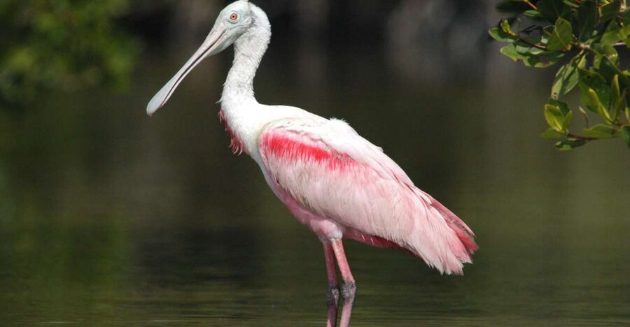 Everglades Private 2.5 Hour Photo and Birding Safari - Why this Everglades safari works for bird photos