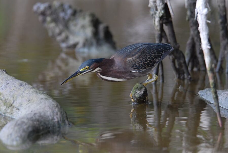 Everglades Private 2.5 Hour Photo and Birding Safari - How a private boat tour gives better birding results