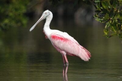 Everglades Private 2.5 Hour Photo and Birding Safari - Parkway Marina: the start that sets the tone