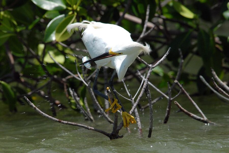 Everglades Private 2.5 Hour Photo and Birding Safari - Timing, seasons, and setting expectations