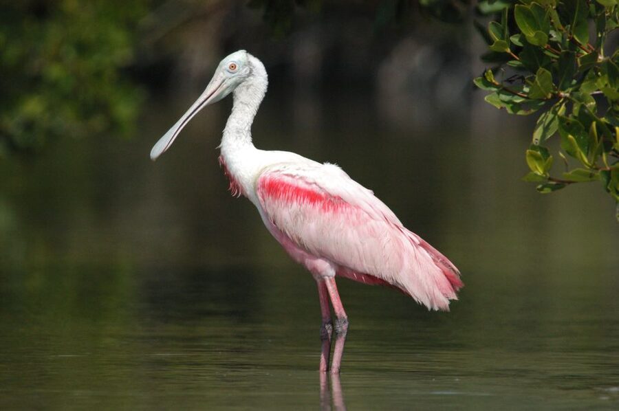 Everglades Private 2.5 Hour Photo and Birding Safari - Parkway Marina: the start that sets the tone