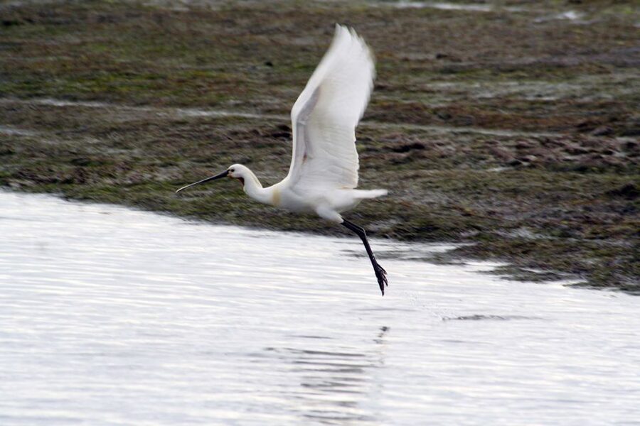 Faro: Eco-Friendly Ria Formosa Bird Watching in Solar Boat - Key things to know before you go