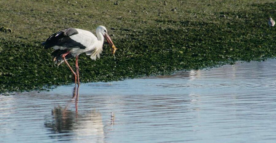Faro: Eco-Friendly Ria Formosa Bird Watching in Solar Boat - Ria Formosa shifts fast: that’s the whole point