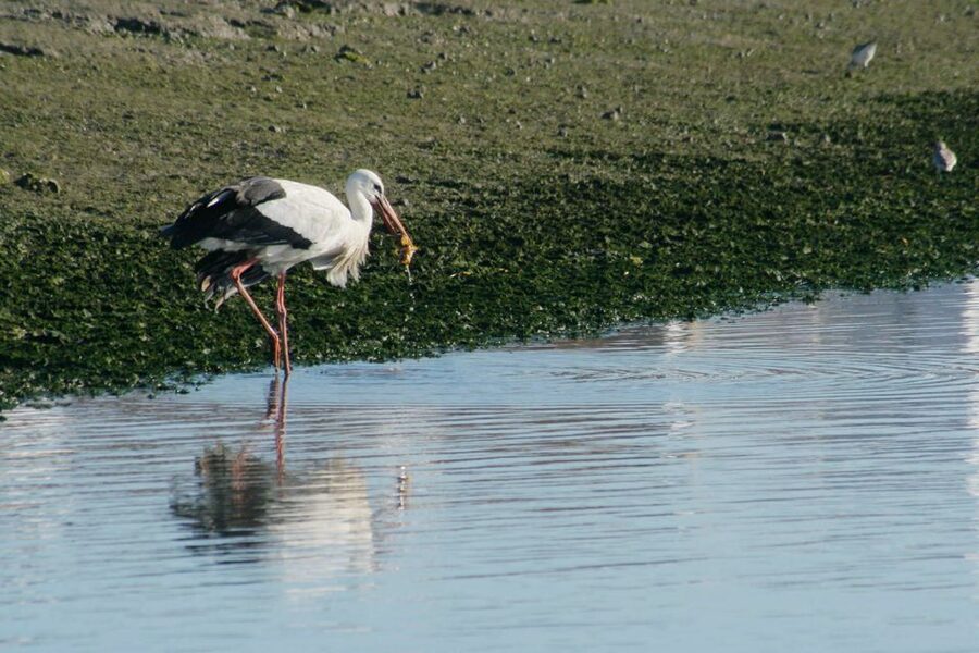 Faro: Eco-Friendly Ria Formosa Bird Watching in Solar Boat - The solar boat ride: quiet travel that doesn’t crowd wildlife