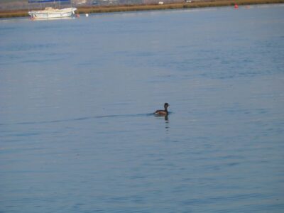 Faro: Eco-Friendly Ria Formosa Bird Watching in Solar Boat - Rua da Porta Nova meeting point and getting settled