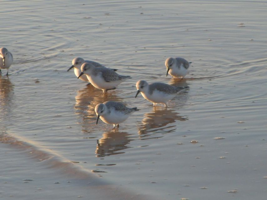 Faro: Eco-Friendly Ria Formosa Bird Watching in Solar Boat - The 1-hour guided time in the Parque Natural da Ria Formosa