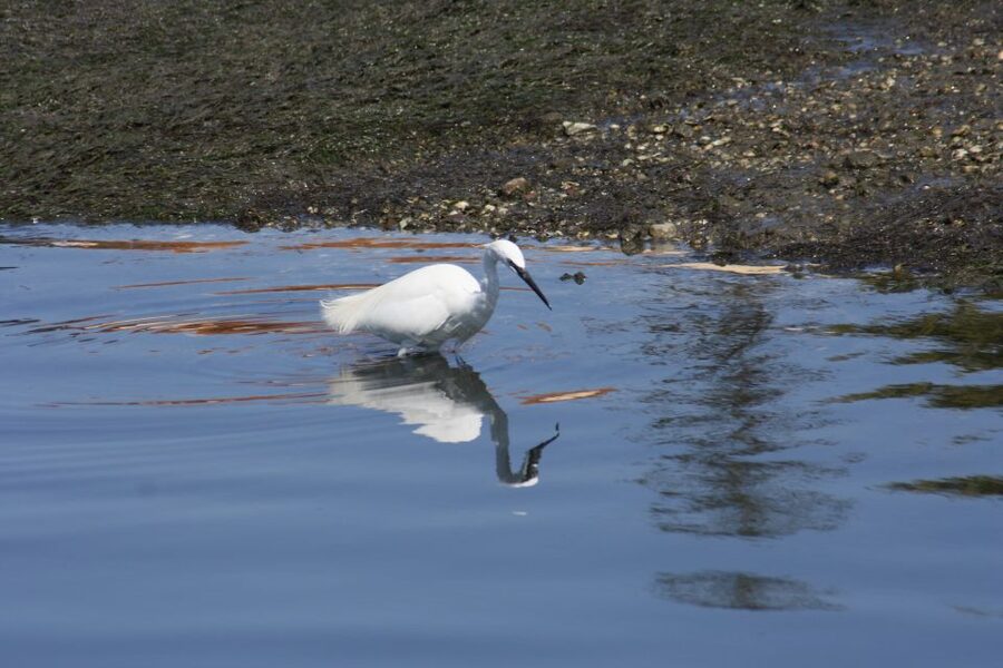 Faro: Eco-Friendly Ria Formosa Bird Watching in Solar Boat - Birdwatching in motion: canals, calls, and real hunting moments