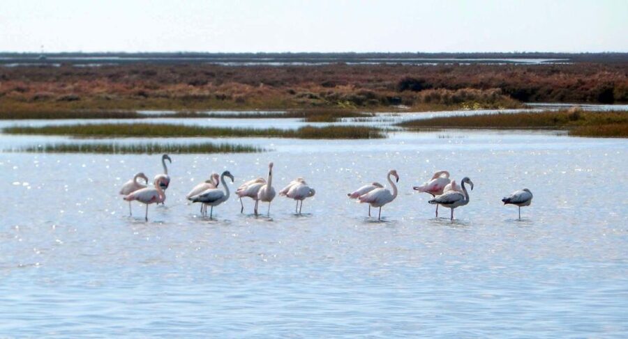 Faro: Eco-Friendly Ria Formosa Bird Watching in Solar Boat - What you learn: tides, feeding rhythms, and human use of the wetlands