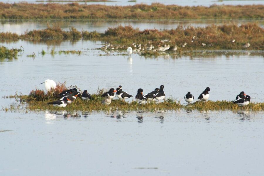 Faro: Eco-Friendly Ria Formosa Bird Watching in Solar Boat - Species you can realistically hope for (and how to spot them faster)