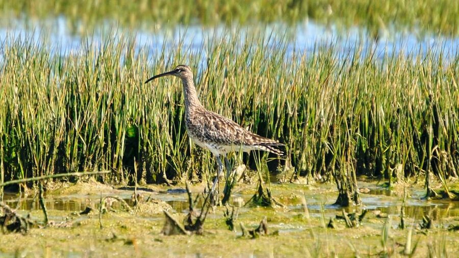 Faro: Ria Formosa Eco Birdwatching Boat Tour - Price and value: is $47 worth it for a 2-hour eco tour?