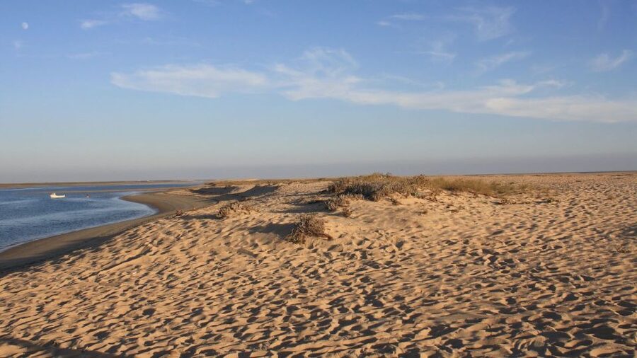 Faro: Ria Formosa Eco Birdwatching Boat Tour - Ria Formosa’s bird magic: why Faro has this kind of wildlife