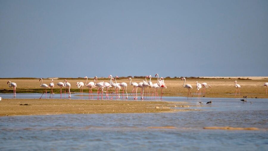Faro: Ria Formosa Eco Birdwatching Boat Tour - On the water: how a solar boat changes the experience