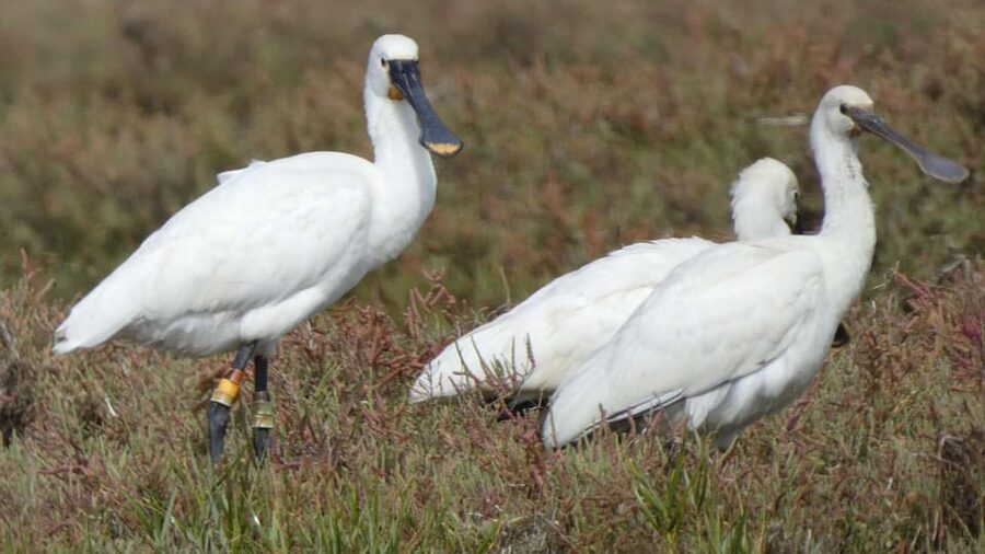 Faro: Ria Formosa Eco Birdwatching Boat Tour - Your guide’s job: species names, lagoon ecology, and smart spotting