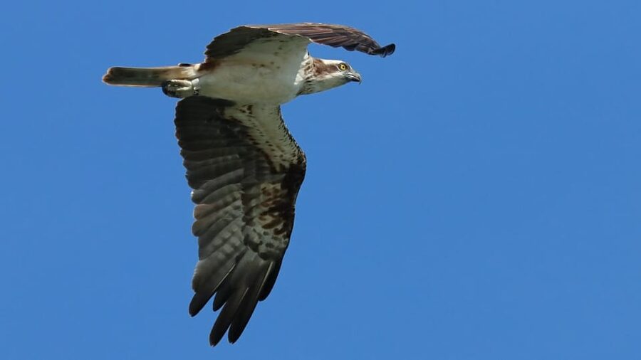 Faro: Ria Formosa Eco Birdwatching Boat Tour - What you’ll likely see: herons, spoonbills, and how season changes the odds