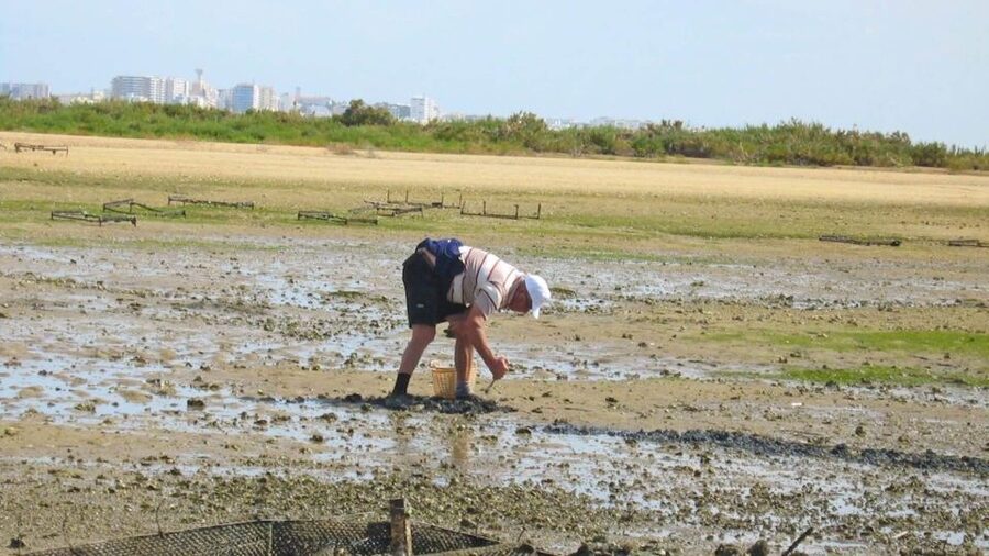 Faro: Ria Formosa Eco Birdwatching Boat Tour - Binoculars, sun, and small tips that make a big difference