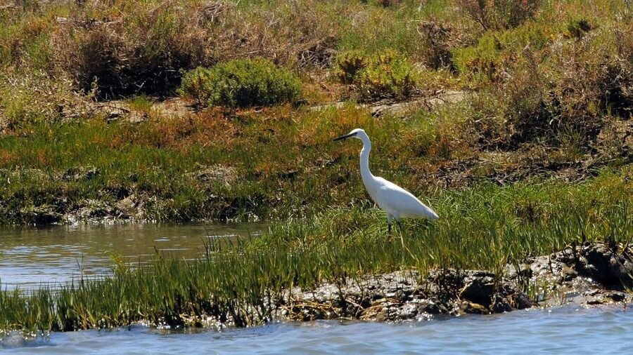 Faro: Ria Formosa Eco Birdwatching Boat Tour - April and May option: the calmer Ria Formosa walk