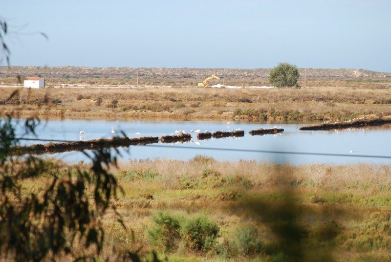 Faro: Ria Formosa Natural Park Segway Tour & Birdwatching - Key takeaways before you go