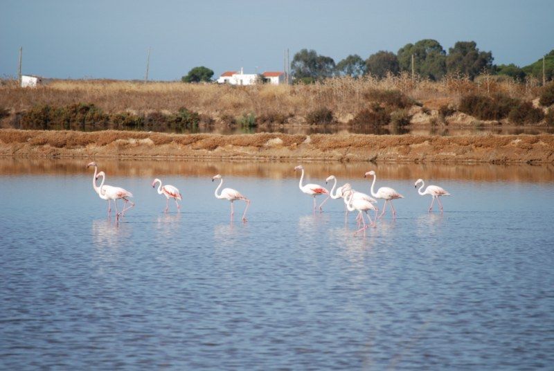 Faro: Ria Formosa Natural Park Segway Tour & Birdwatching - Practical tips so you’ll enjoy the ride more