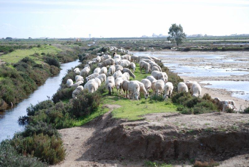 Faro: Ria Formosa Natural Park Segway Tour & Birdwatching - The Ria Formosa ride: protected wetlands you can actually explore