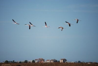 Faro: Ria Formosa Natural Park Segway Tour & Birdwatching - Getting your bearings: the Segway lesson and safety rhythm
