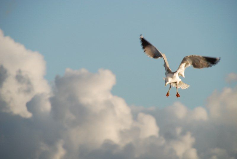 Faro: Ria Formosa Natural Park Segway Tour & Birdwatching - What the guide does (and why people rave about it)
