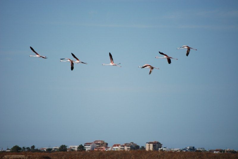 Faro: Ria Formosa Natural Park Segway Tour & Birdwatching - Getting your bearings: the Segway lesson and safety rhythm