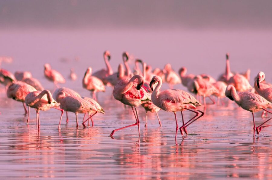 Flamingo-Birdwatching in the Ebro Delta at Sunset - Key things to know before you go