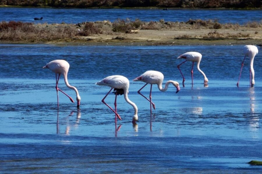 Flamingo-Birdwatching in the Ebro Delta at Sunset - Sunset Birdwatching in the Ebro Delta: What Makes It Work
