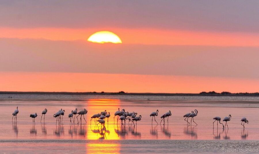 Flamingo-Birdwatching in the Ebro Delta at Sunset - Organic Rice Farm Lagoon: Your Best First Birdwatching Window