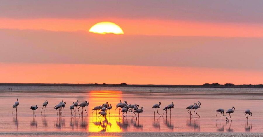 Flamingo-Birdwatching in the Ebro Delta at Sunset - Barraca de SEO BirdLife and the Walk Into Riet Vell Nature Reserve