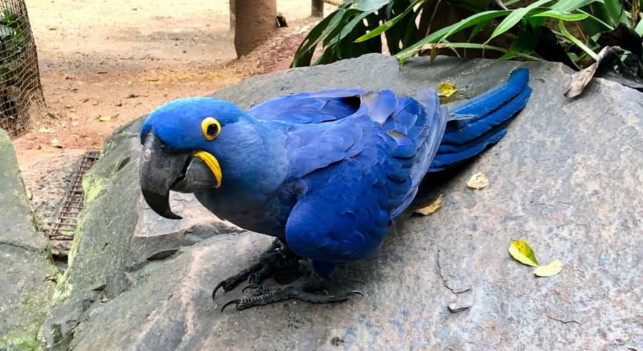 Foz do Iguaçu: Bird Park Tour with Tickets - From your hotel to Parque das Aves: the smooth part