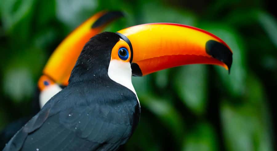 Foz do Iguaçu: Bird Park Tour with Tickets - Jungle nurseries with cascades and bridges