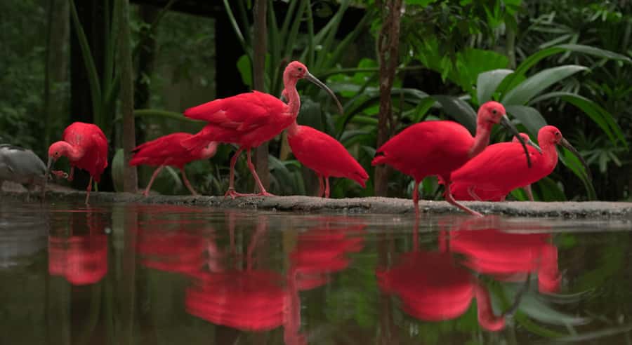 Foz do Iguaçu: Bird Park Tour with Tickets - The Flamingos Lake view: where you reset
