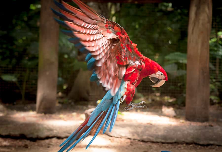 Foz do Iguaçu: Bird Park Tour with Tickets - Price and value: is $54 fair for this tour?