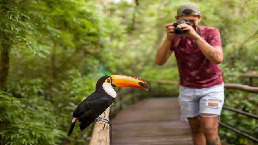 Foz do Iguaçu: Brazilian Side of the Falls + Bird Park - Timing, Comfort, and What to Wear for the Mist
