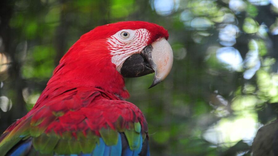 Foz do Iguaçu: Brazilian Side of the Falls + Bird Park - Who This Tour Fits Best