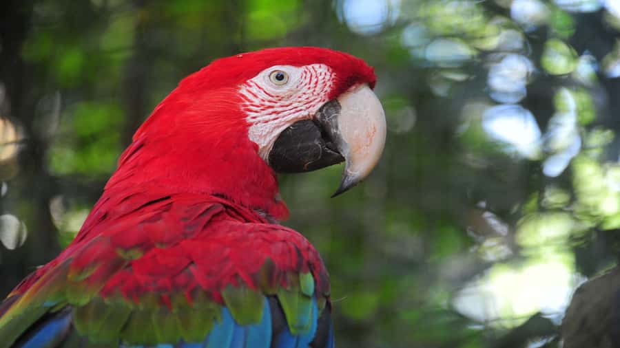 Foz do Iguaçu: Brazilian Side of the Falls + Bird Park - Should You Book This Tour?