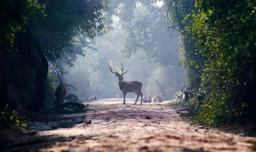From Agra: Taj Mahal, Fatehpur Sikri & Bird Safari Tour - Pickup in Agra: Getting Your Bearings Fast