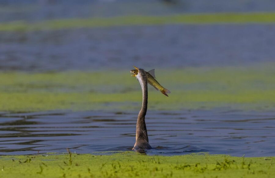 From Agra: Taj Mahal, Fatehpur Sikri & Bird Safari Tour - Lunch in Agra: A Real Break Before the Birds