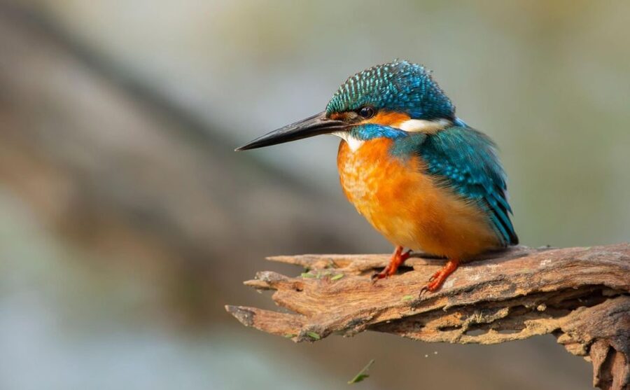 From Agra: Taj Mahal, Fatehpur Sikri & Bird Safari Tour - Keoladeo National Park Safari: Birdwatching Done the Fun Way