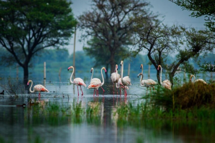 From Agra: Taj Mahal, Fatehpur Sikri & Bird Safari Tour - Who This Tour Suits Best (And Who Should Skip It)