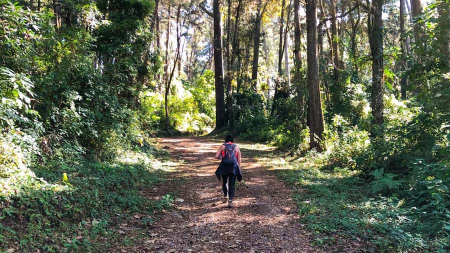 From Antigua Guatemala: Birdwatching and Scenic Hiking Tour - Quick Key Points Before You Go
