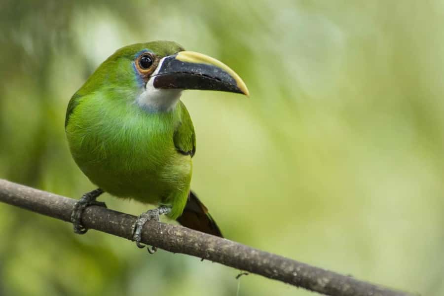 From Antigua Guatemala: Birdwatching and Scenic Hiking Tour - Price and Value: Is $95 a Good Deal?