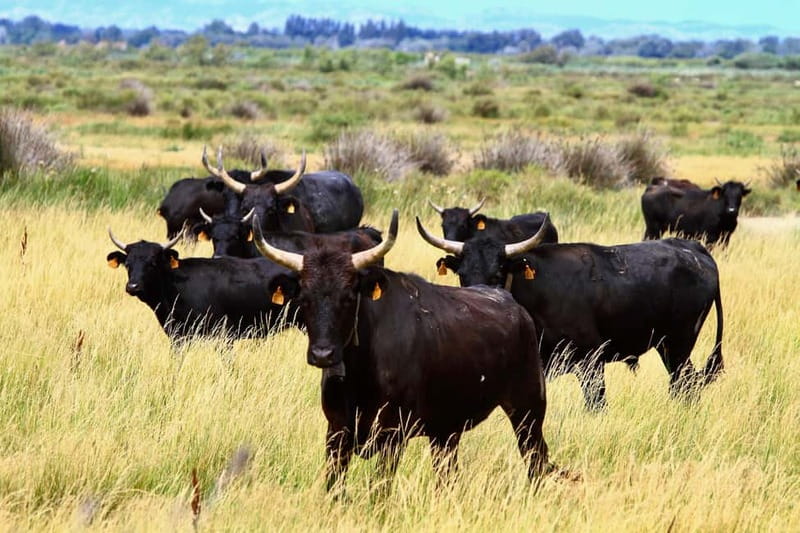 From Avignon: Camargue Tour with Bird Park Entry - Key highlights that matter