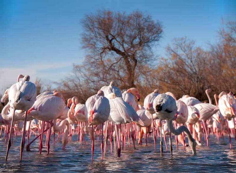 From Avignon: Camargue Tour with Bird Park Entry - Camargue ranch stops: bulls grazing and white horses along the way