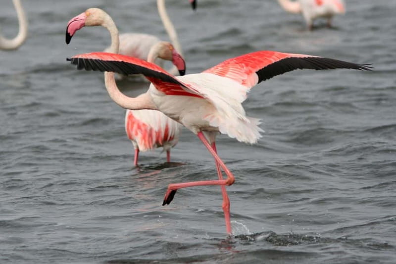 From Avignon: Camargue Tour with Bird Park Entry - Pont de Gau Bird Park: flamingos you can actually see