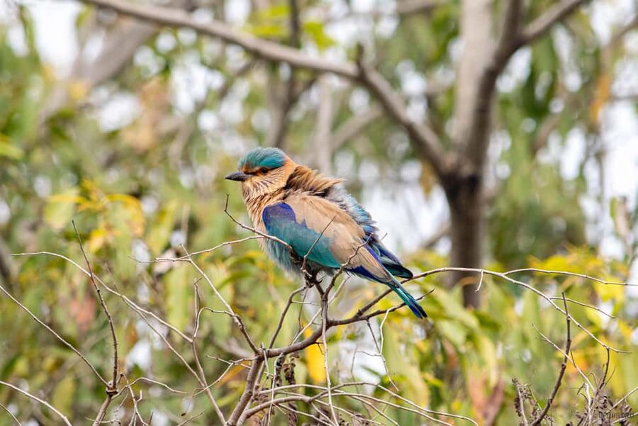 From Delhi: 5 Day Golden Triangle, Safari, & Bird Sanctuary - From Old Delhi to Agra: your Day 1 routing plan